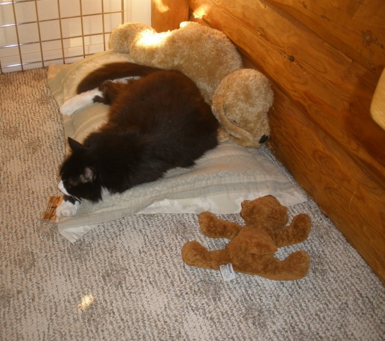 Our cat Felix enjoying alpaca fiber filled pillow